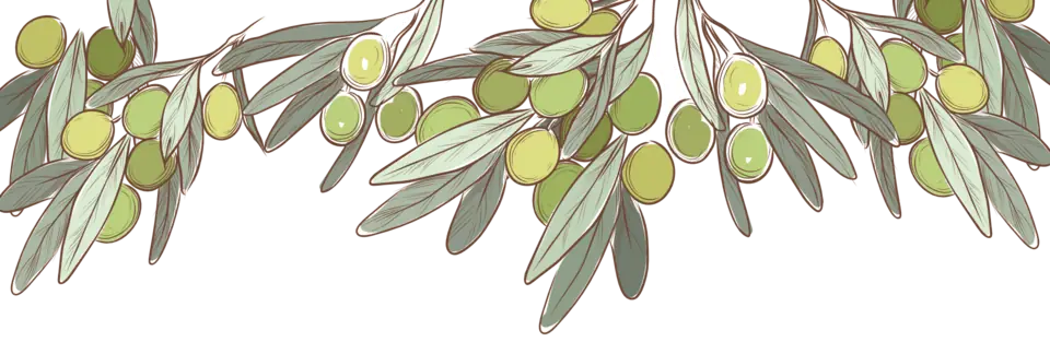 Ilustración de ramas de olivo con aceitunas verdiales