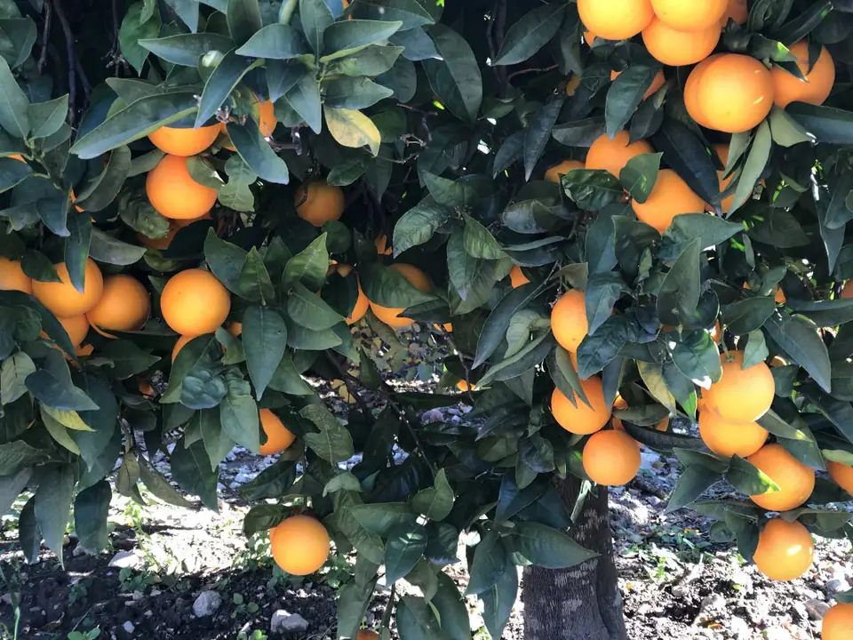 Naranjas maduras en el árbol